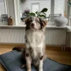 Best Sale LOKI OUTDOOR Koiran Peti/kissan Peti 100x70 Cm Koiran Peti/Kissan Peti