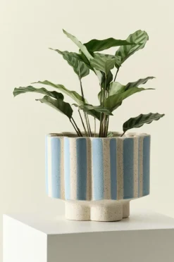 Shop SIGFRID STRIPE Ruukku Ruukut